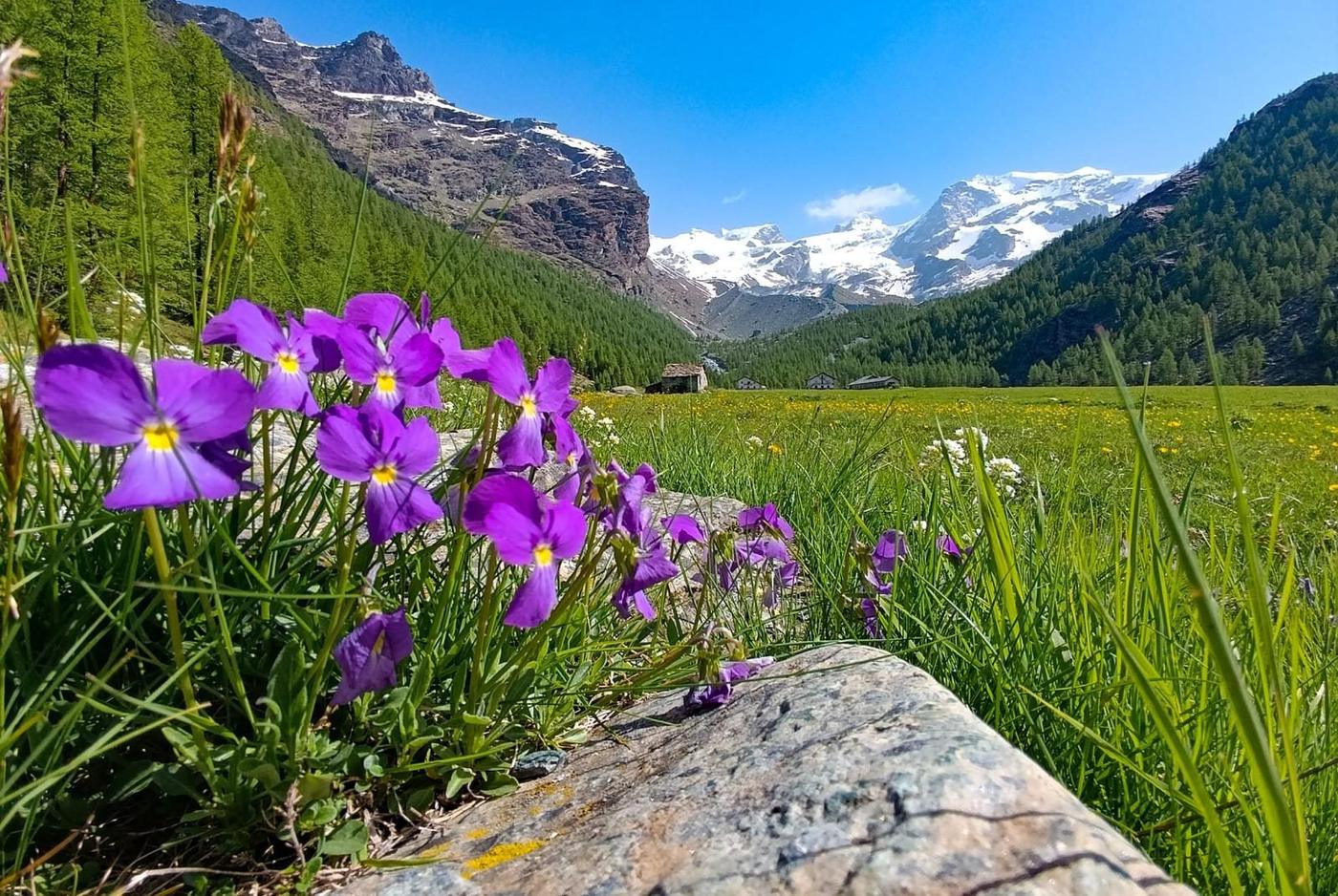 Valle d'Ayas · Riserva Naturale